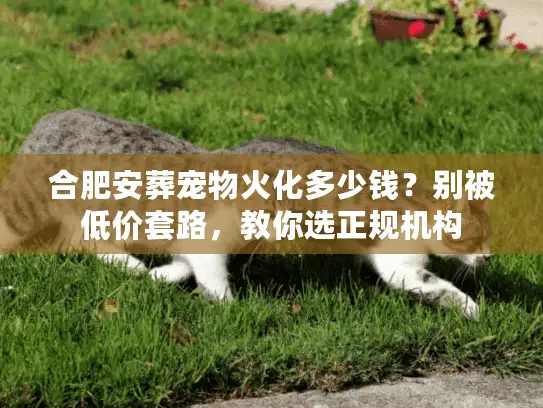 合肥安葬宠物火化多少钱？别被低价套路，教你选正规机构