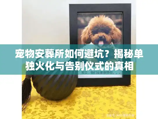 宠物安葬所如何避坑？揭秘单独火化与告别仪式的真相