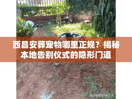 西昌安葬宠物哪里正规？揭秘本地告别仪式的隐形门道