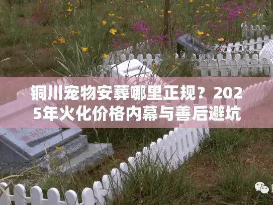 铜川宠物安葬哪里正规？2025年火化价格内幕与善后避坑