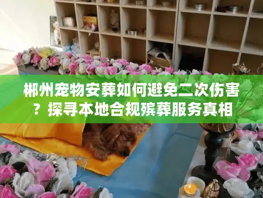 郴州宠物安葬如何避免二次伤害？探寻本地合规殡葬服务真相