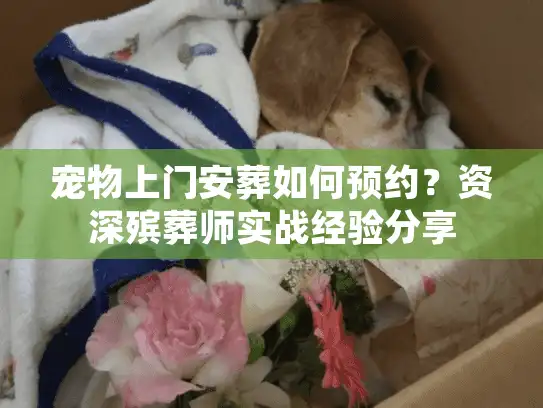 宠物上门安葬如何预约？资深殡葬师实战经验分享