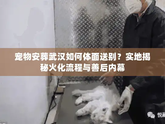 宠物安葬武汉如何体面送别？实地揭秘火化流程与善后内幕