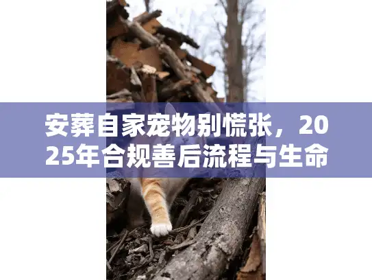 安葬自家宠物别慌张，2025年合规善后流程与生命摆渡人实录