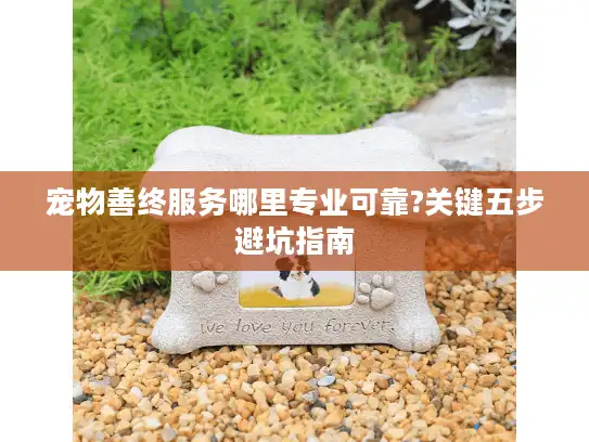 宠物善终服务哪里专业可靠?关键五步避坑指南