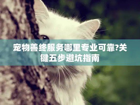 宠物善终服务哪里专业可靠?关键五步避坑指南