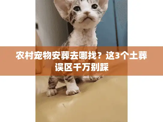 农村宠物安葬去哪找？这3个土葬误区千万别踩