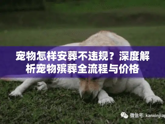 宠物怎样安葬不违规？深度解析宠物殡葬全流程与价格