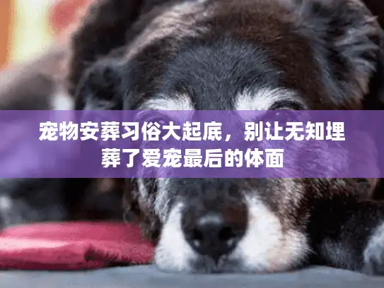 宠物安葬习俗大起底，别让无知埋葬了爱宠最后的体面