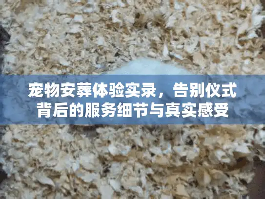 宠物安葬体验实录，告别仪式背后的服务细节与真实感受