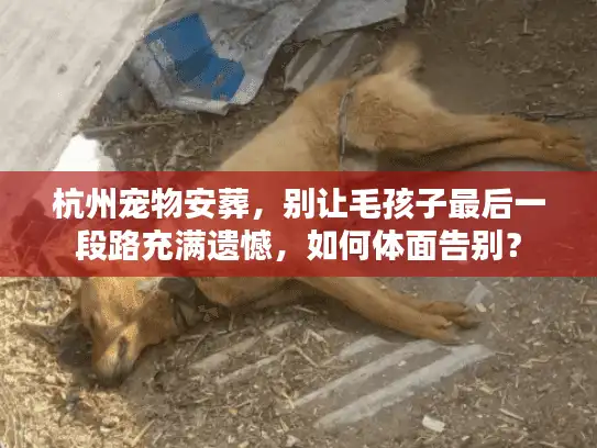 杭州宠物安葬，别让毛孩子最后一段路充满遗憾，如何体面告别？