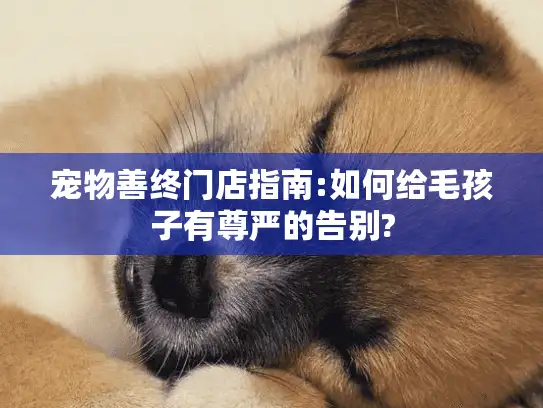 宠物善终门店指南:如何给毛孩子有尊严的告别?