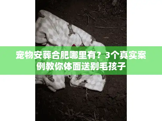 宠物安葬合肥哪里有？3个真实案例教你体面送别毛孩子