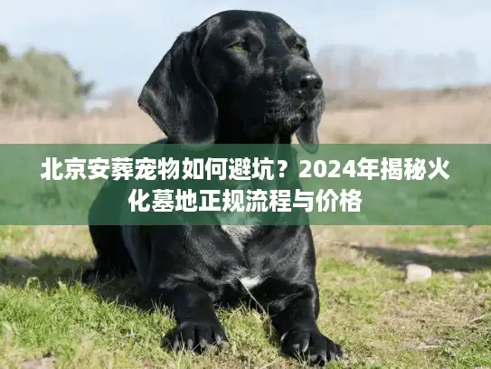 北京安葬宠物如何避坑？2024年揭秘火化墓地正规流程与价格