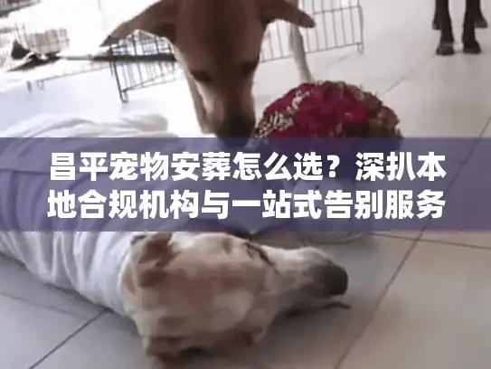 昌平宠物安葬怎么选？深扒本地合规机构与一站式告别服务