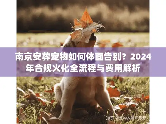 南京安葬宠物如何体面告别？2024年合规火化全流程与费用解析