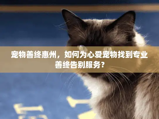 宠物善终惠州，如何为心爱宠物找到专业善终告别服务？