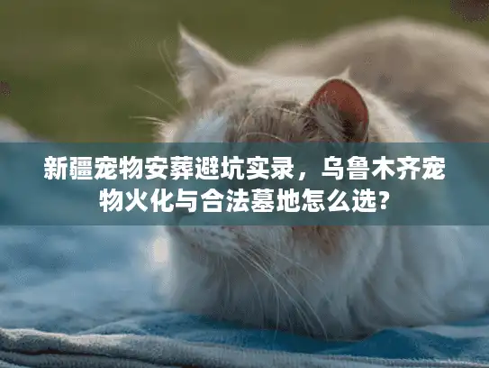 新疆宠物安葬避坑实录，乌鲁木齐宠物火化与合法墓地怎么选？