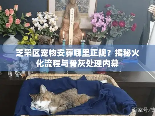 芝罘区宠物安葬哪里正规？揭秘火化流程与骨灰处理内幕