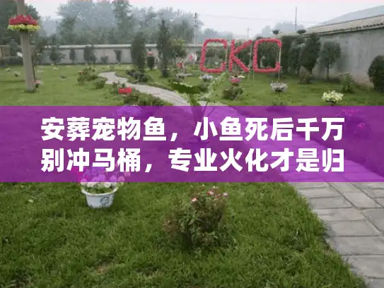 安葬宠物鱼，小鱼死后千万别冲马桶，专业火化才是归宿