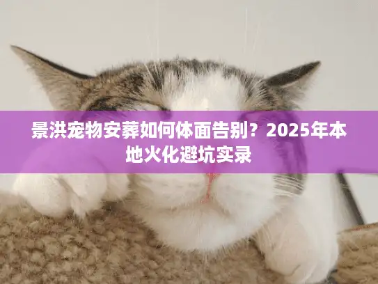 景洪宠物安葬如何体面告别？2025年本地火化避坑实录