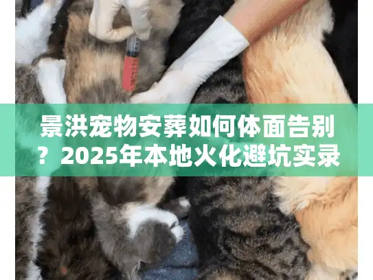 景洪宠物安葬如何体面告别？2025年本地火化避坑实录