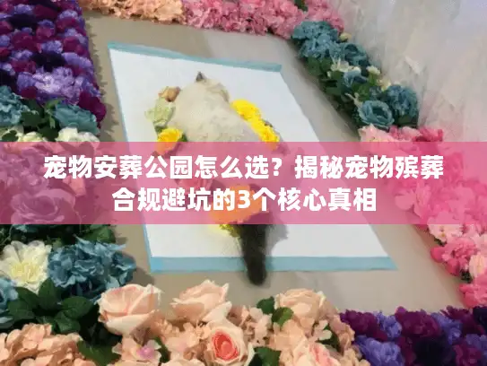 宠物安葬公园怎么选？揭秘宠物殡葬合规避坑的3个核心真相