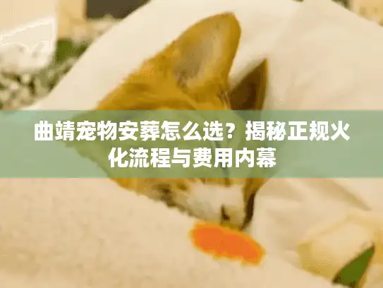 曲靖宠物安葬怎么选？揭秘正规火化流程与费用内幕