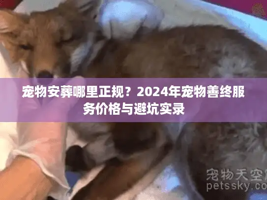 宠物安葬哪里正规？2024年宠物善终服务价格与避坑实录