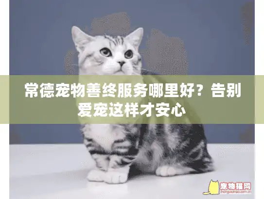 常德宠物善终服务哪里好？告别爱宠这样才安心