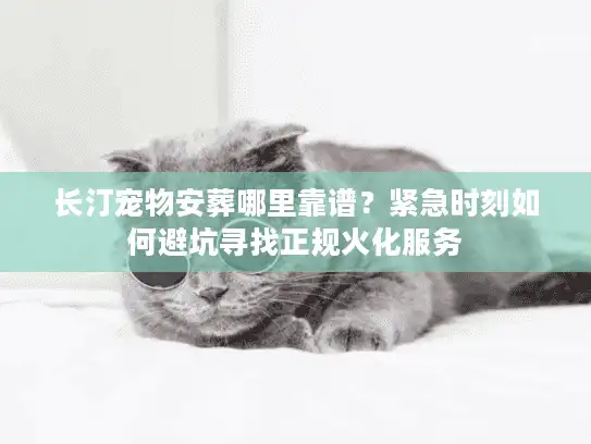 长汀宠物安葬哪里靠谱？紧急时刻如何避坑寻找正规火化服务