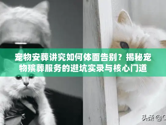 宠物安葬讲究如何体面告别？揭秘宠物殡葬服务的避坑实录与核心门道
