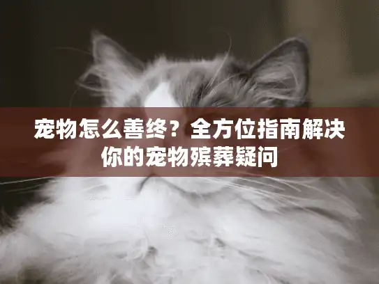 宠物怎么善终？全方位指南解决你的宠物殡葬疑问