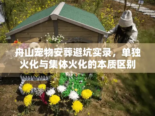 舟山宠物安葬避坑实录，单独火化与集体火化的本质区别