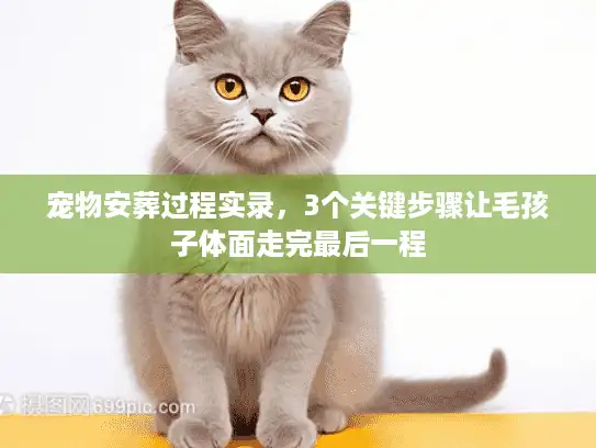 宠物安葬过程实录，3个关键步骤让毛孩子体面走完最后一程