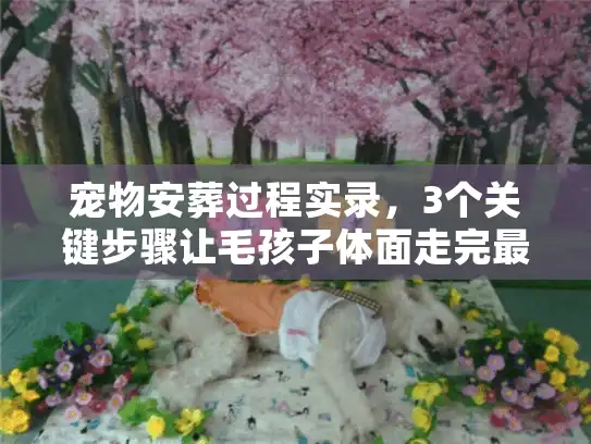 宠物安葬过程实录，3个关键步骤让毛孩子体面走完最后一程