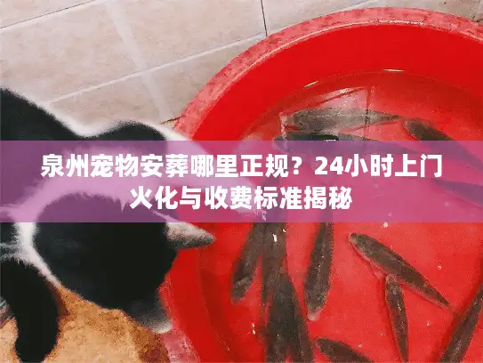 泉州宠物安葬哪里正规？24小时上门火化与收费标准揭秘