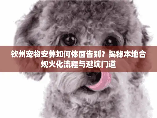 钦州宠物安葬如何体面告别？揭秘本地合规火化流程与避坑门道