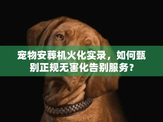 宠物安葬机火化实录，如何甄别正规无害化告别服务？