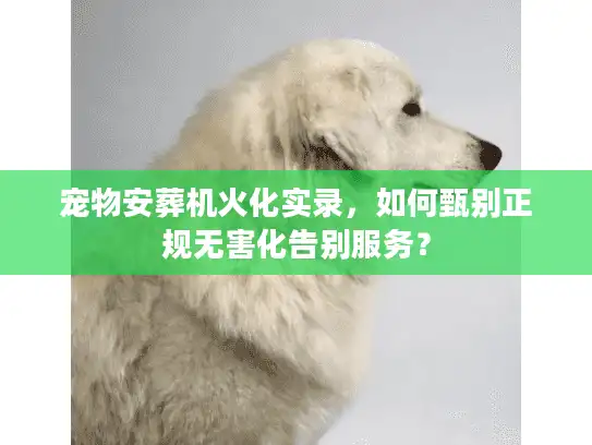 宠物安葬机火化实录，如何甄别正规无害化告别服务？