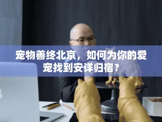 宠物善终北京，如何为你的爱宠找到安详归宿？