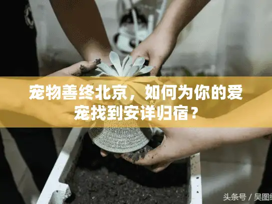 宠物善终北京，如何为你的爱宠找到安详归宿？