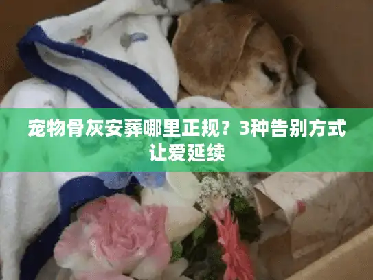宠物骨灰安葬哪里正规？3种告别方式让爱延续