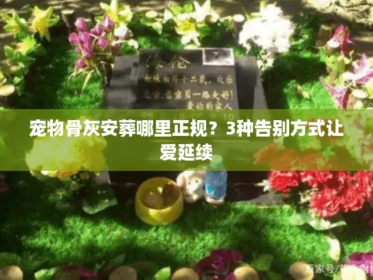 宠物骨灰安葬哪里正规？3种告别方式让爱延续