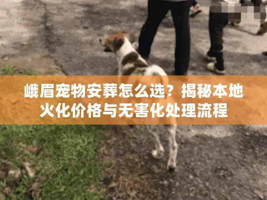 峨眉宠物安葬怎么选？揭秘本地火化价格与无害化处理流程