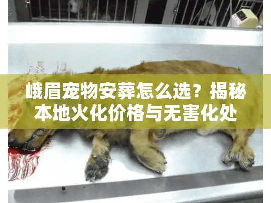 峨眉宠物安葬怎么选？揭秘本地火化价格与无害化处理流程