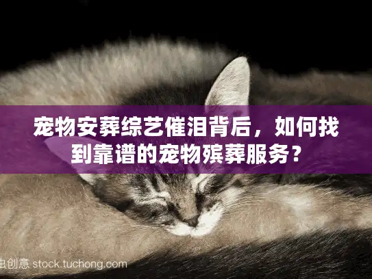 宠物安葬综艺催泪背后，如何找到靠谱的宠物殡葬服务？