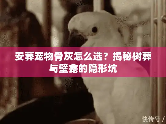 安葬宠物骨灰怎么选？揭秘树葬与壁龛的隐形坑
