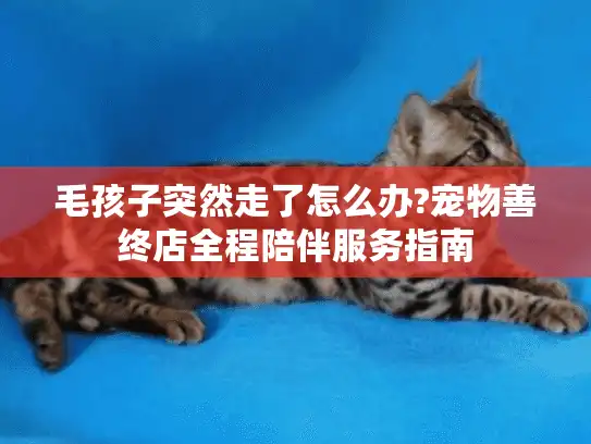 毛孩子突然走了怎么办?宠物善终店全程陪伴服务指南