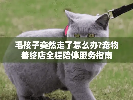 毛孩子突然走了怎么办?宠物善终店全程陪伴服务指南